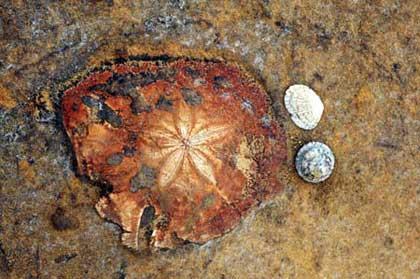Photo taken on June 3, 2009 shows the echinus fossil at the Yehliu Geopark in Taipei County of southeast China's Taiwan Province. The Yehliu Geopark is one of the most well-known geoparks in northern Taiwan, featuring its scenery of efflorescence.(Xinhua/Wu Ching-teng)