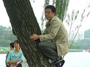 遊客爬上西湖邊一棵柳樹“登高賞景”