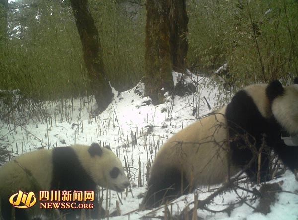 大熊貓“瀘欣”在野外帶崽。