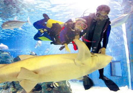 The sharks in Beijing's Blue Zoo aquarium do arouse fear in first-time divers. But after just 15 minutes under water, they are gently stroking them.