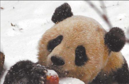 Tai Shan, a panda at the National Zoo in Washington, DC, USA, reaches for an apple on his farewell frozen cake on Jan 30, 2010. [AP] 