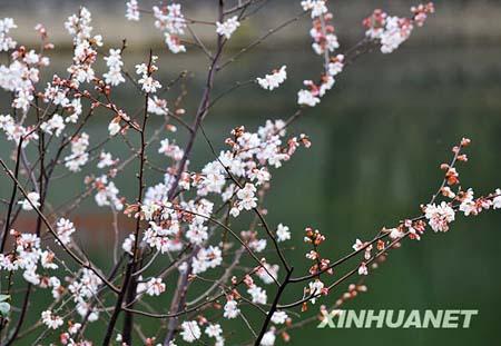 The current temperature rise prompts cherry blossoms to bloom at Wang Ling Park in Changsha, central China's Hunan Province on Wednesday, February 24, 2010, attracting many visitors. [Photo: xinhua] 