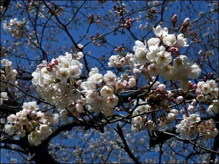 An annual tradition, the viewing of cherry blossoms is an age-old past time among the Japanese, occurring for a few weeks at the beginning of spring.