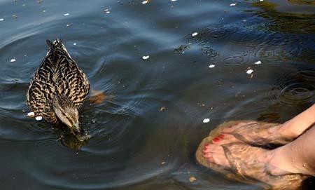 A woman soaks her feet in a lake at the Central Park in New York, the United States, April 7, 2010. The temperature in New York reached 32 degrees Celsius on Wednesday, setting a record high. (Xinhua/Shen Hong)