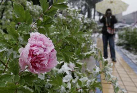 A man takes photos of a peony in the sleet in Luoyang, central China's Henan Province, April 14, 2010. A sleet hit Luoyang on Wednesday. [Xinhua] 