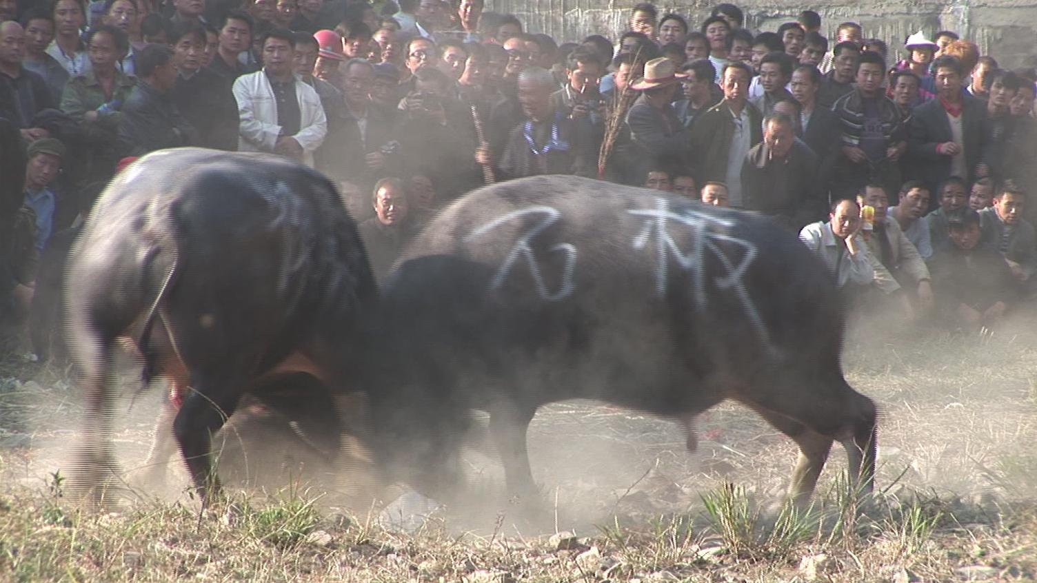 苗族鬥牛比賽