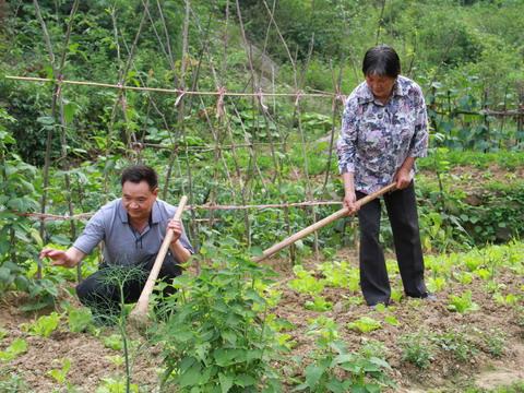 身患癌症的陳良根和妻子一起在學生蔬菜基地勞作。