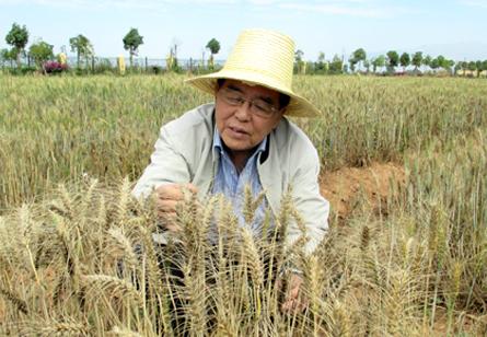 陳順和：我有一個北緯33度小麥育種夢