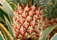 菠蘿的“計劃生育”