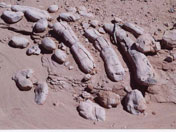 翼龍蛋化石