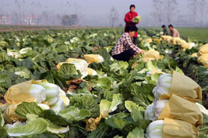 原因一： 今年大白菜又種多了