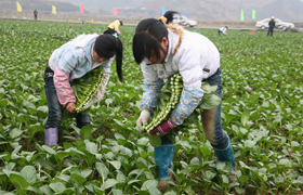    <strong>抓好“菜園子”穩住“菜籃子” 多地菜價回落</strong>