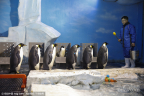 圖片故事：“企鵝先生”煉成記