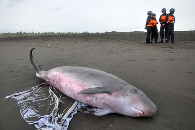 小抹香鯨分娩擱淺台灣海岸母子雙亡（圖）