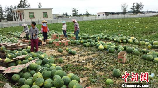 海南萬寧瓜農吁查清問題瓜園:莫讓所有人擔污名