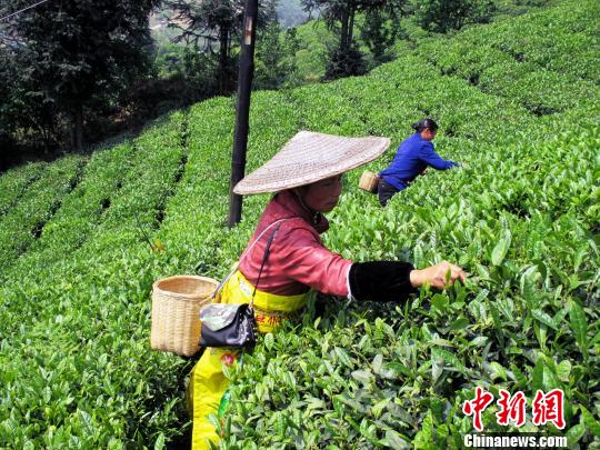 借力農業雲平臺貴州推出“私人訂制”生態茶園