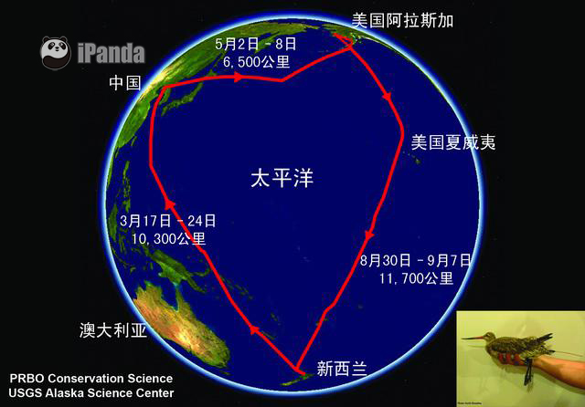 斑尾塍鷸E7的衛星跟蹤遷徙路線圖（白清泉供圖）