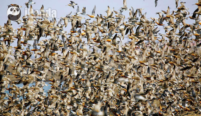 在我國遼寧丹東的鴨綠江口濕地，每年春天，都有幾十萬隻遷徙鳥在此駐足停歇，它們在此停留4至6周，補充能量，然後繼續完成漫長的遷徙之旅。（柳明玉攝 白清泉供圖 ）