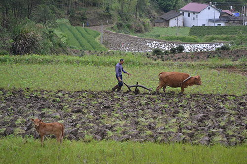 三舅正在耕田，小牛一直跟在老黃牛的後面，我偷偷拍了這張照片，取名為《母與子》