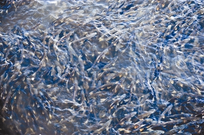 數以萬計的湟魚洄遊到沙柳河