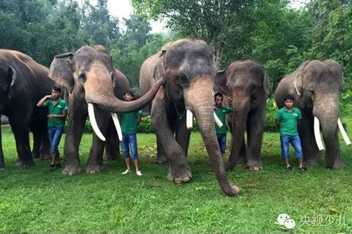 大幕後面的大象朋友做好了給小選手驚喜的準備。