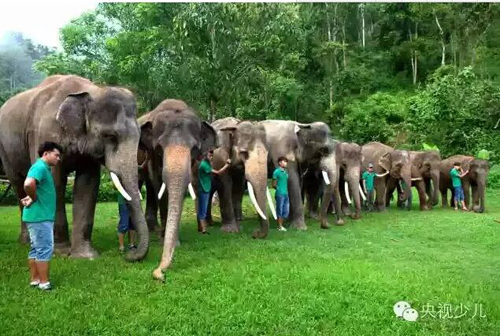九位大象朋友一字排開迎接小隊員們的到來。