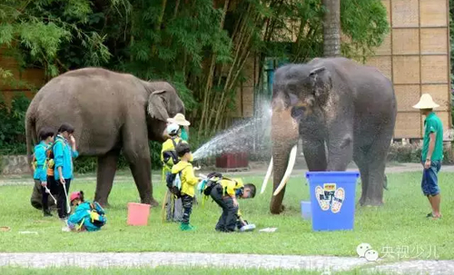 先給大象朋友洗個澡。