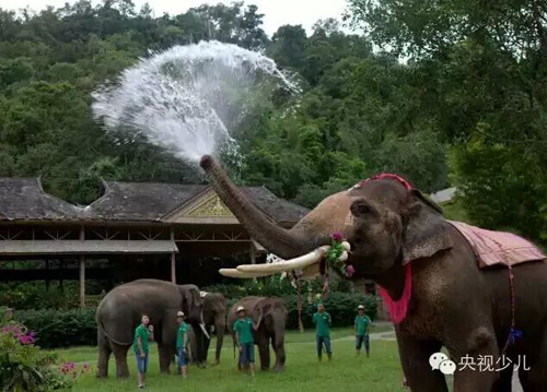 可愛的大象阿雷也穿上了小夥伴們為它製作的節日盛裝，表演起了噴水
