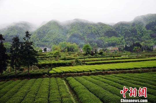 貴州“私人訂制”生態茶園吸引北京市民“當茶農”