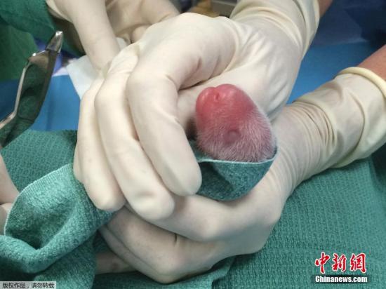 當地時間2015年8月23日，美國華盛頓，熊貓“美香”誕下兩隻熊貓寶寶。