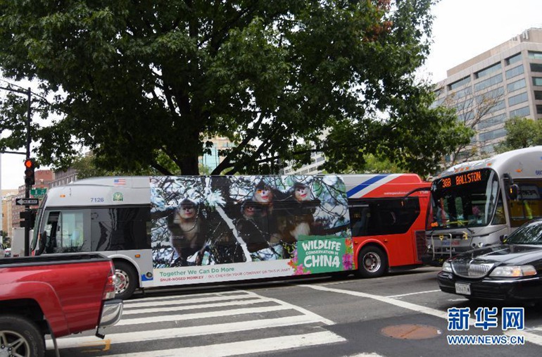 9月21日，在美國首都華盛頓，一輛印有金絲猴公益廣告的公交車在街上行駛。（新華社記者鮑丹丹攝）