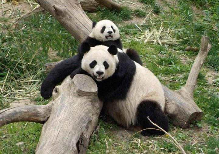 大熊貓“美香”與兒子“泰山”(圖片來源：華盛頓國家動物園)