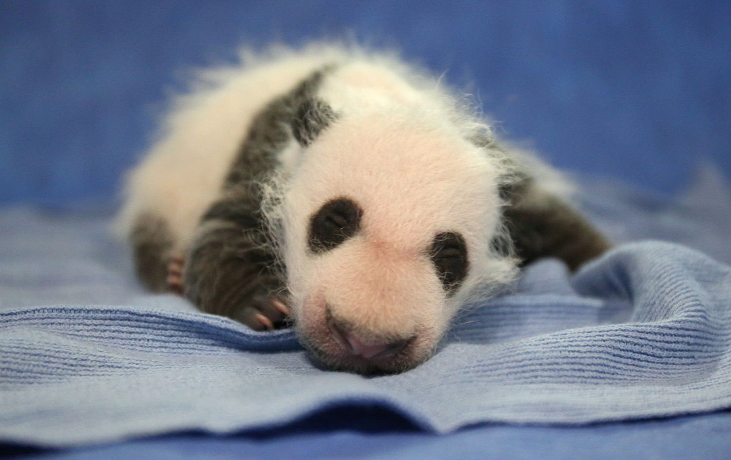 熊貓幼崽“貝貝” (圖片來源：華盛頓國家動物園)