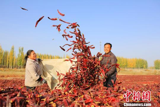 目前，餐桌上的“常客”辣椒已經發展為新疆“紅色産業”的重要一極，與釀酒葡萄、番茄並駕齊驅，三分新疆“紅色産業”天下，成為全國重要的制幹椒原料基地。　年磊 攝