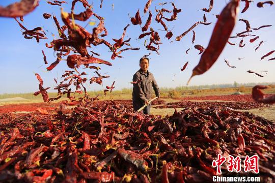 新疆博湖“紅色産業”促農快速增收致富（圖）