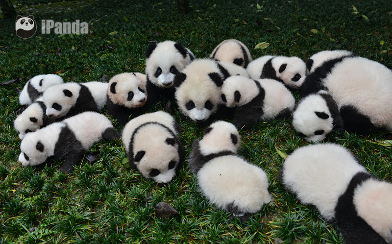 中國保護大熊貓研究中心 衡毅 攝