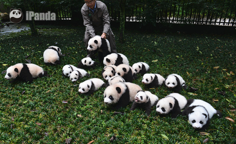 中國保護大熊貓研究中心 衡毅 攝