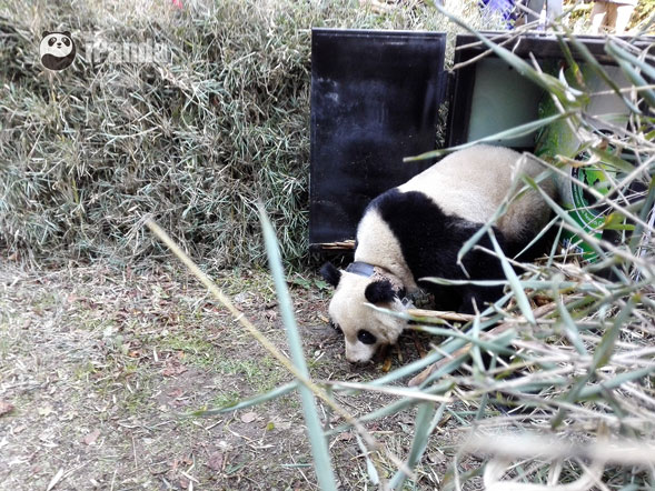 大熊貓“華姣”小心翼翼試探之後 快速跑向了樹林深處  圖片/熊貓頻道向虹霖攝