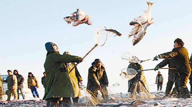 圖為查幹湖冬捕出魚現場。