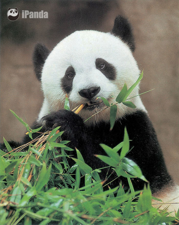 熊貓明星“巴斯”（圖片來源：福州熊貓世界、中品國際）