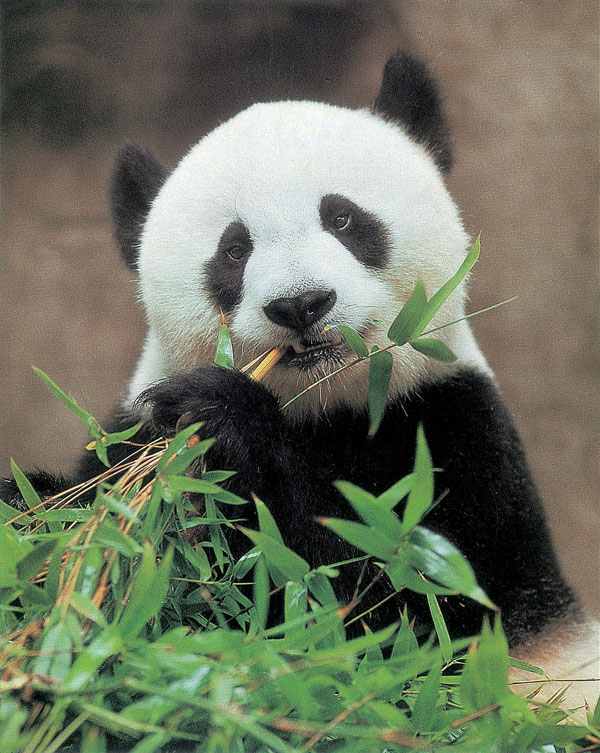 熊貓“巴斯” 圖片由海峽(福州)熊貓世界提供