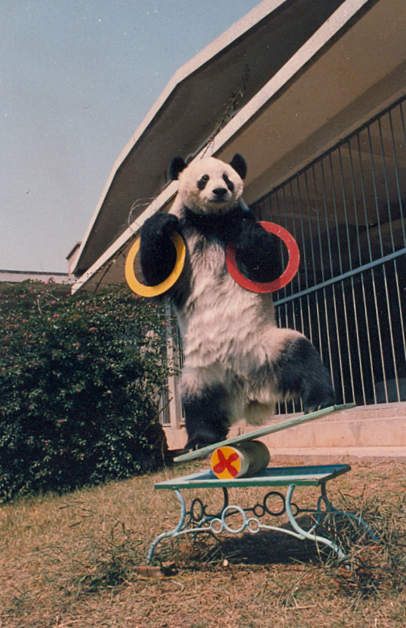 “巴斯”表演節目。圖片由海峽(福州)熊貓世界提供