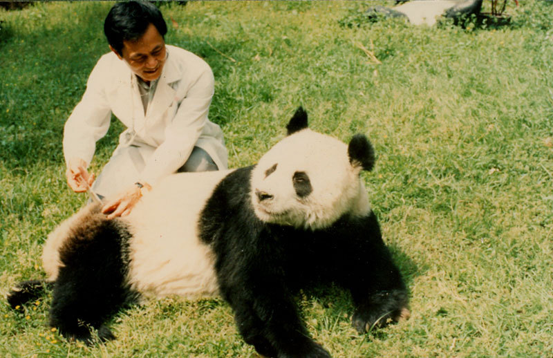 “巴斯”打針 圖片由海峽(福州)熊貓世界提供