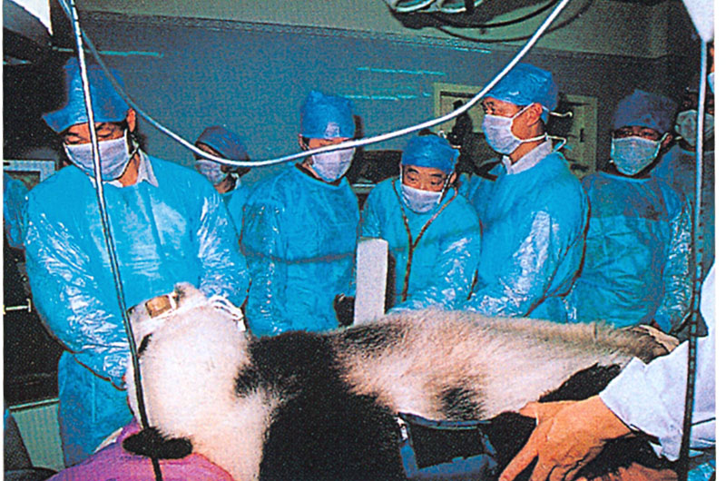 2002年4月，在福州東南眼科醫院成功地為“巴斯”進行了白內障摘除手術。