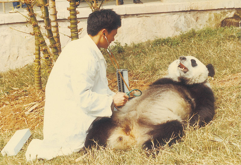 2000年，“巴斯”成為世界上首例被發現患有高血壓的大熊貓。