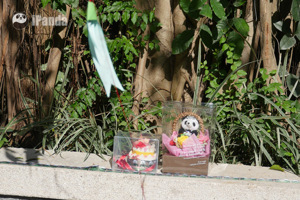 熱心的粉絲們為巴斯送上的生日禮物 圖片/熊貓頻道記者李寧遠攝