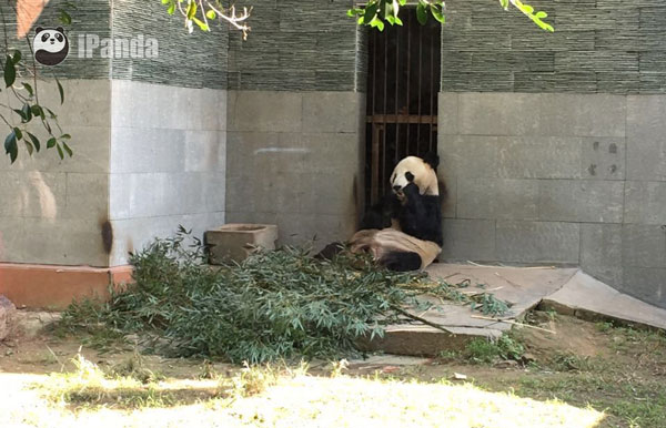 大熊貓“龍飛”  圖片/熊貓頻道記者李寧遠攝