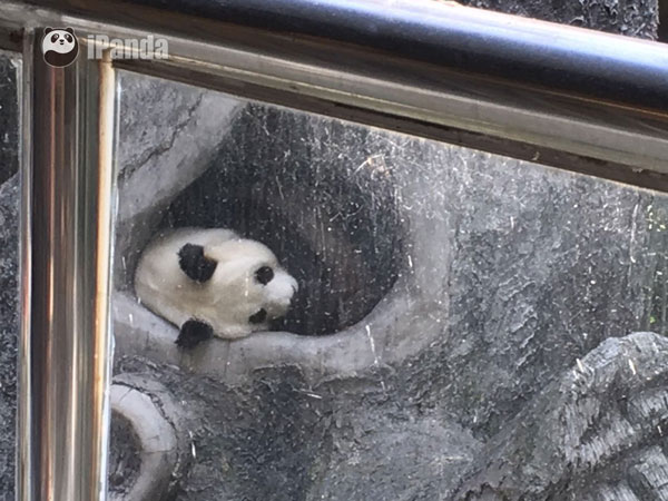 大熊貓“雷雷”  圖片/熊貓頻道記者李寧遠攝