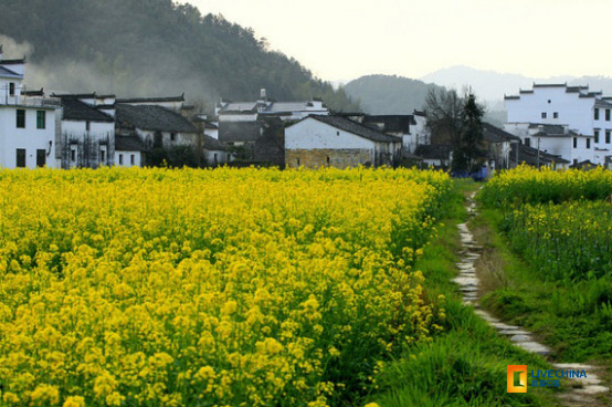 北線（平原油菜花）：思溪延村，油菜花已經大面積開放，形成觀賞。