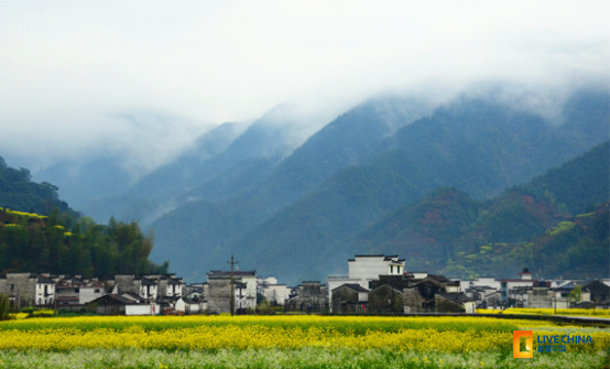 北線：浙源深山平原油菜花已開放。